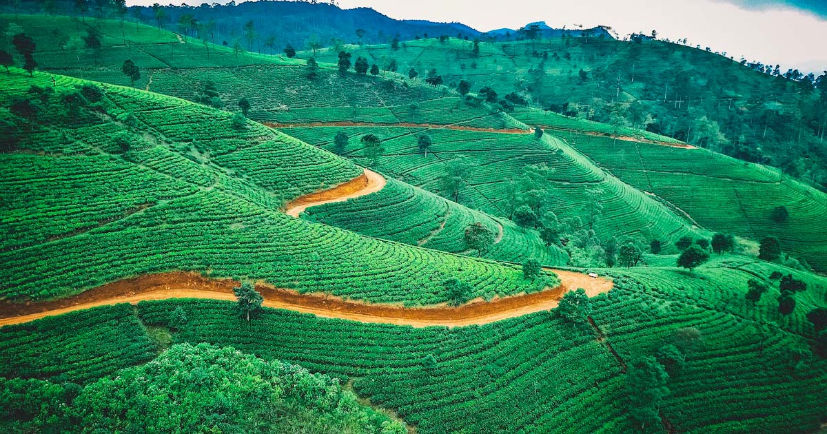 Coltivazione di cannabis in Sri Lanka