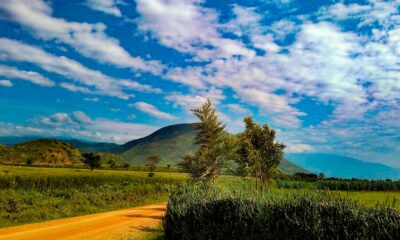 Cannabis medica in Uganda