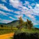 Cannabis medica in Uganda