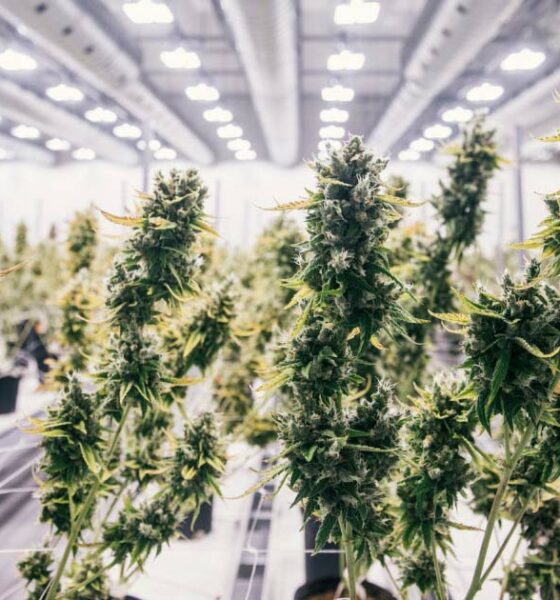 Canopy Growth USA