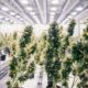 Canopy Growth USA