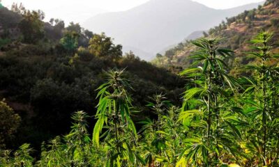 Coltivazione di cannabis in Marocco