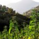 Coltivazione di cannabis in Marocco