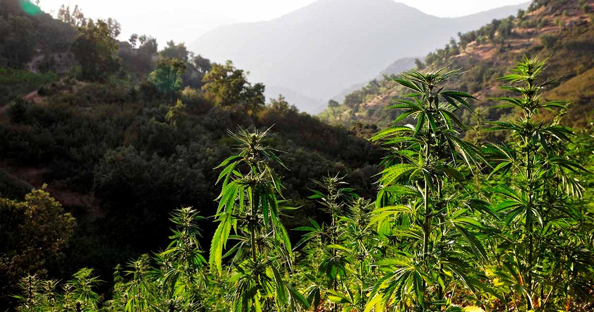 Coltivazione di cannabis in Marocco