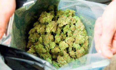 Commissione svizzera per la legalizzazione della cannabis