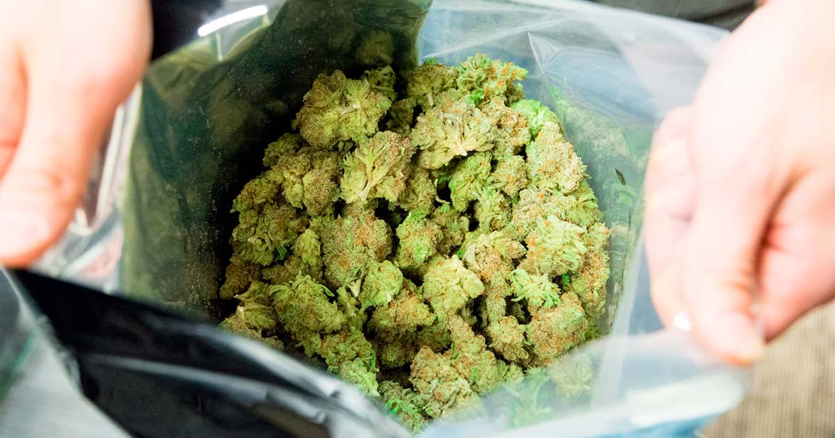 Commissione svizzera per la legalizzazione della cannabis