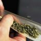 Tendenze del consumo di cannabis in Francia