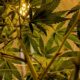 Il CESE chiede la legalizzazione della cannabis