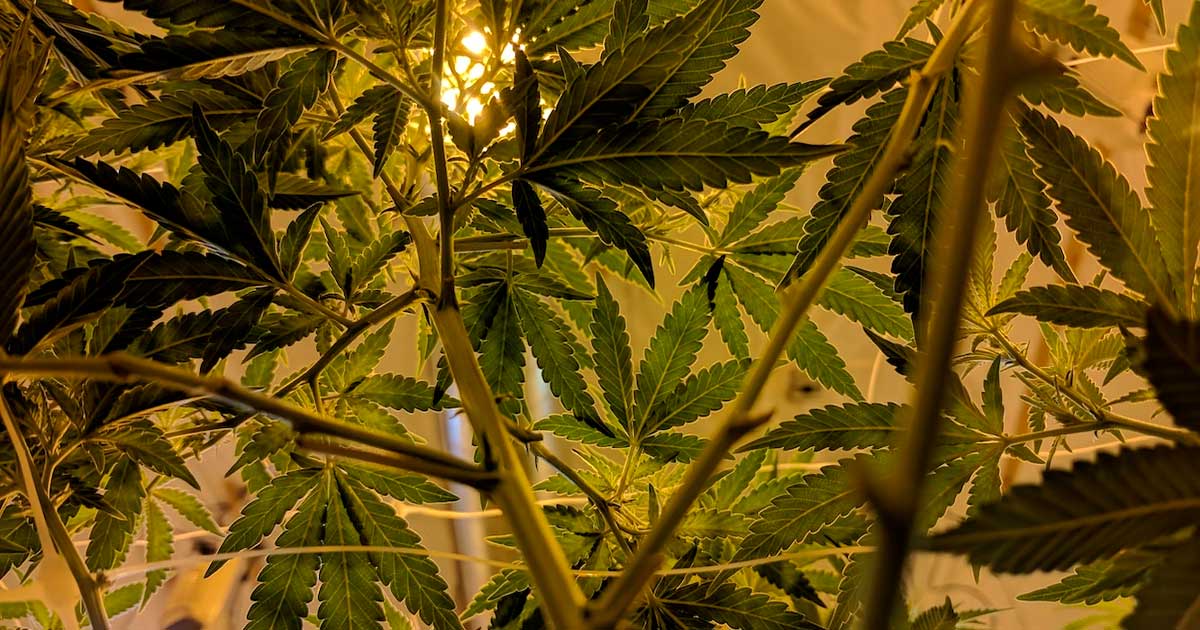 Il CESE chiede la legalizzazione della cannabis