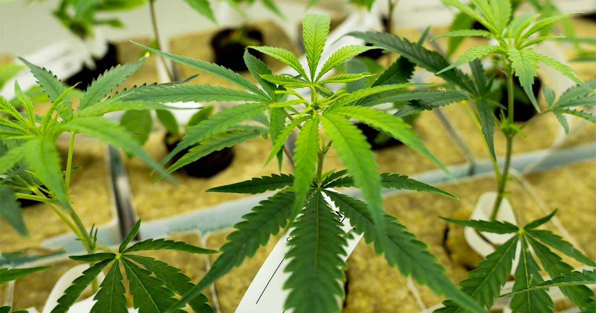 Talee di cannabis LaFleur