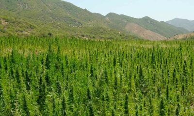 Licenze di cannabis in Marocco