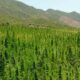 Licenze di cannabis in Marocco