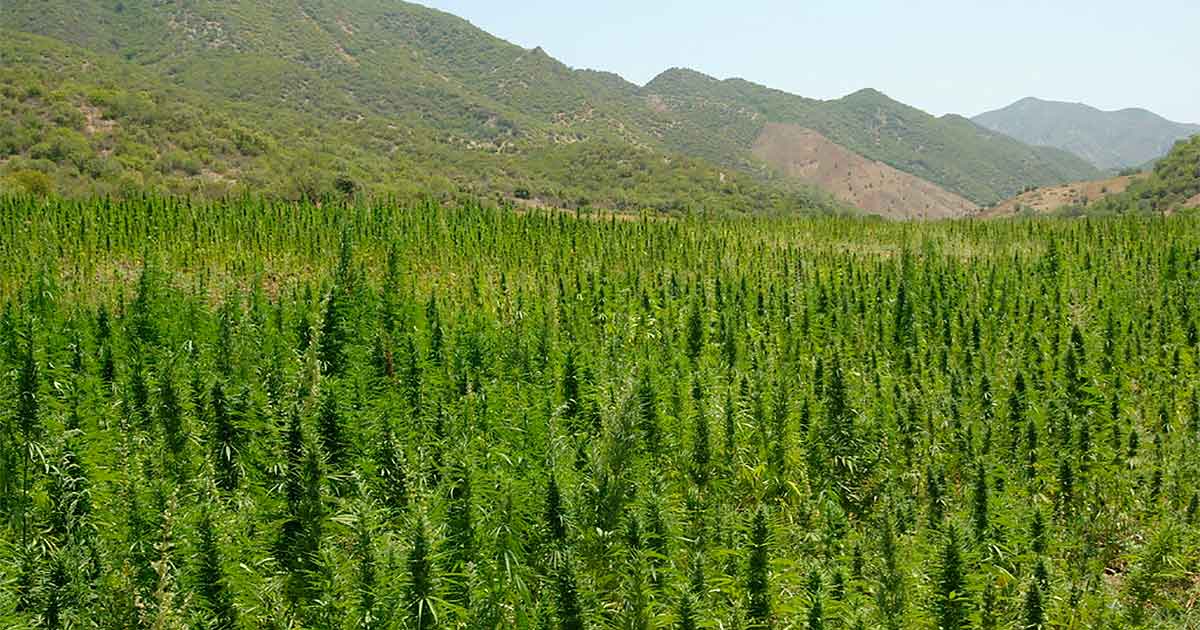 Licenze di cannabis in Marocco