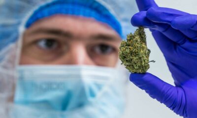 Studi sulla cannabis nel 2022