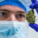 Studi sulla cannabis nel 2022