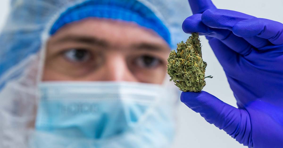 Studi sulla cannabis nel 2022