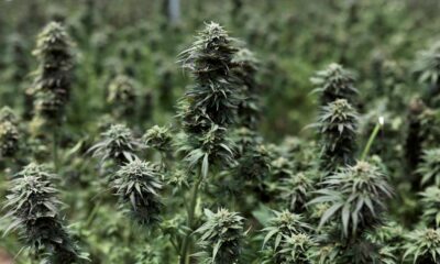 Legalizzazione della cannabis terapeutica in Giappone