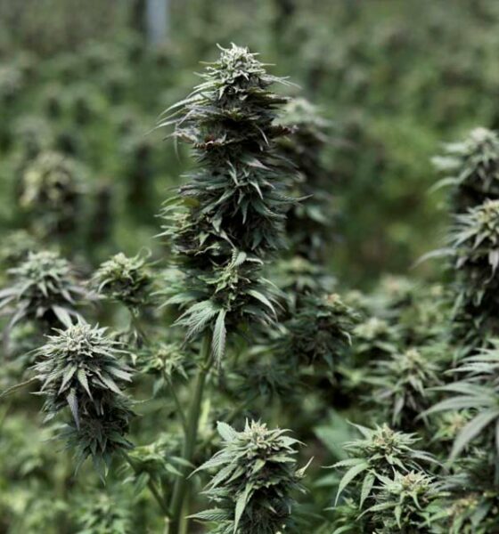 Legalizzazione della cannabis terapeutica in Giappone