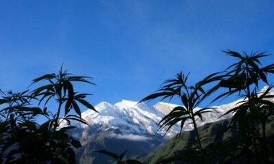 Cannabis in Nepal