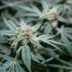 Legalizzazione della cannabis in Delaware