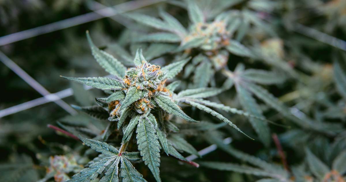 Legalizzazione della cannabis in Delaware