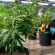 Scelta dell'erba di cannabis