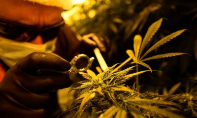 L'esercito italiano ferma la coltivazione di cannabis