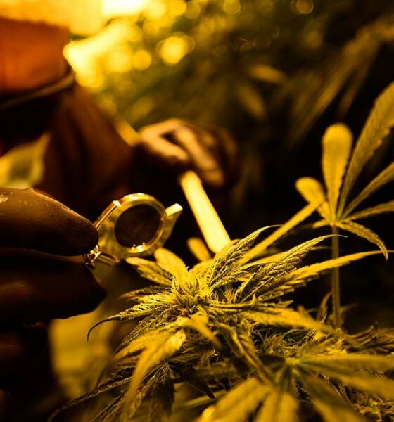 L'esercito italiano ferma la coltivazione di cannabis