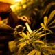 L'esercito italiano ferma la coltivazione di cannabis
