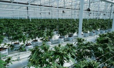 Acquisizione di Hexo da parte di Tilray