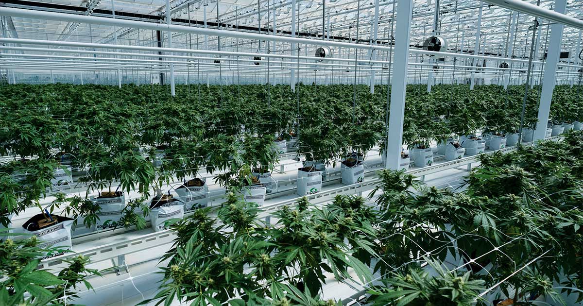 Acquisizione di Hexo da parte di Tilray