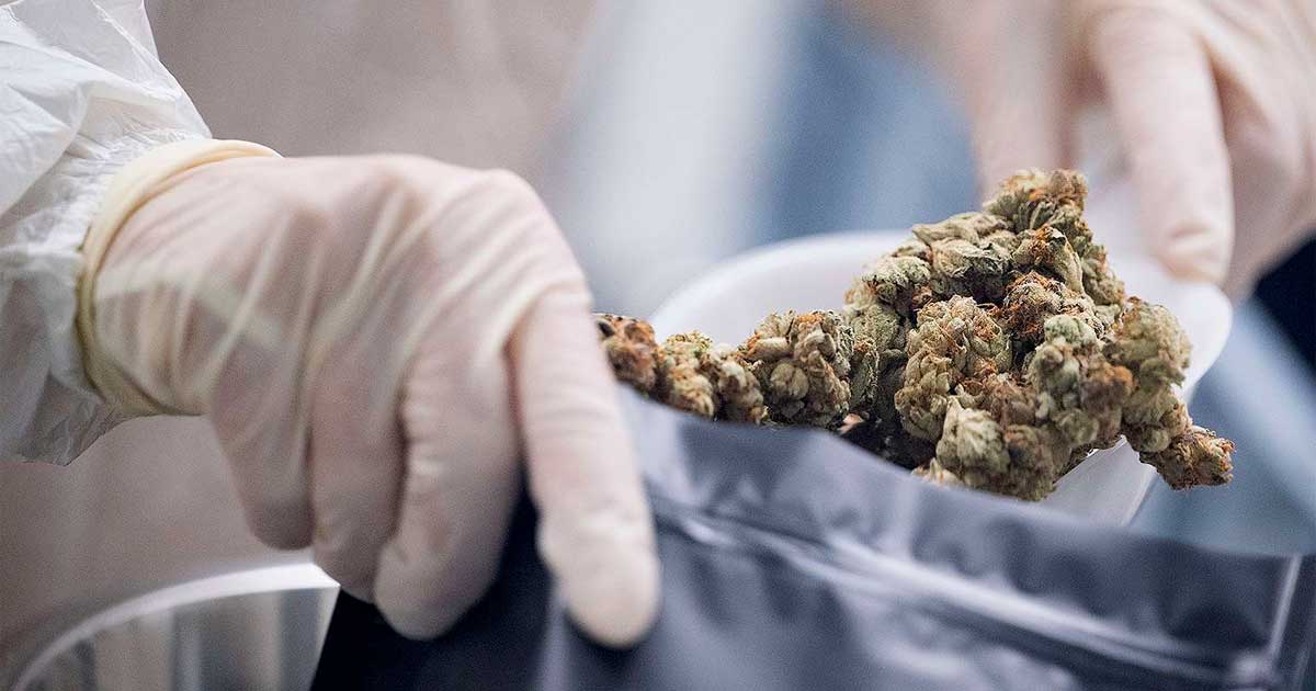Cannabis medica in Kentucky
