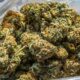 Mercati per i produttori di cannabis a New York