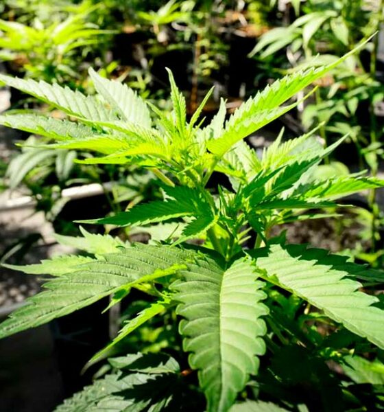 Il Minnesota legalizza la cannabis