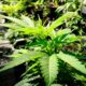 Il Minnesota legalizza la cannabis