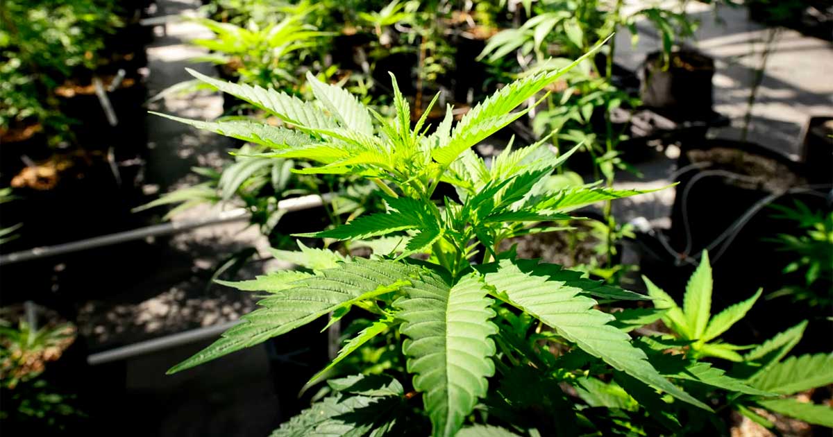 Il Minnesota legalizza la cannabis