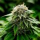 Legalizzazione della cannabis respinta in Oklahoma