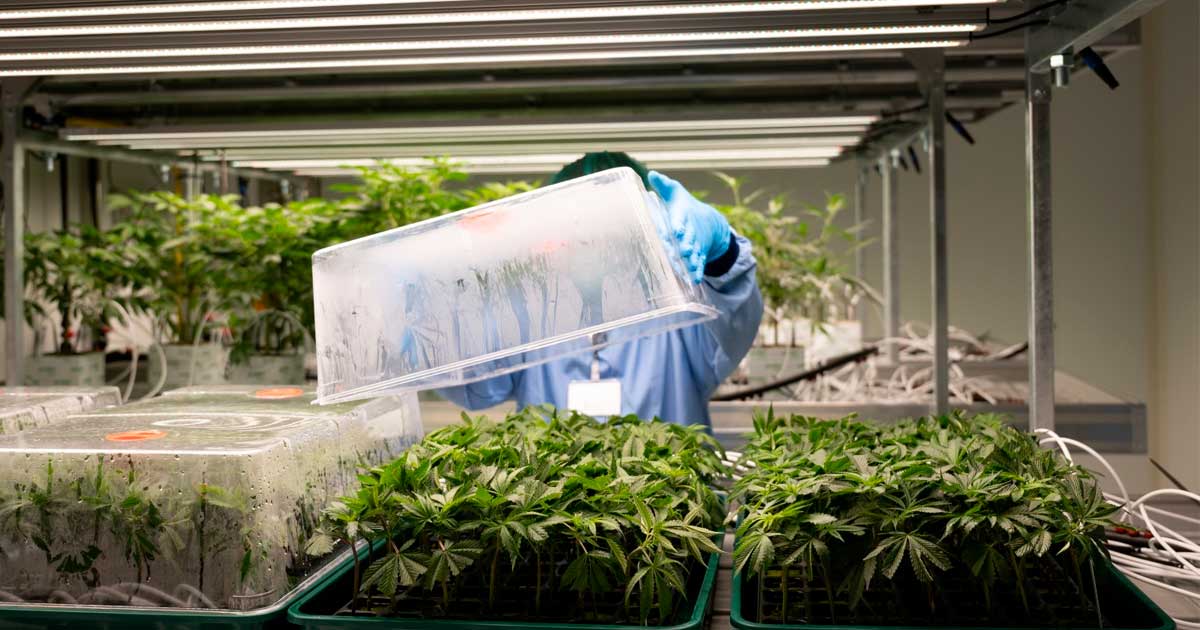 Progetto pilota per la legalizzazione della cannabis in Germania