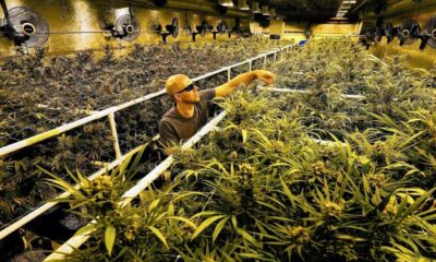 Washington e il commercio interstatale di cannabis