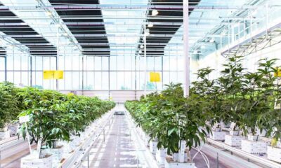 Aurora Cannabis in Danimarca