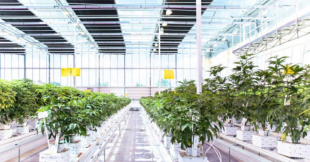 Aurora Cannabis in Danimarca