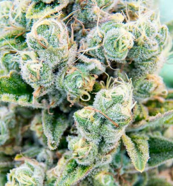 Fiori di cannabis Aurora
