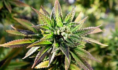 Cannabis medica in Vermont