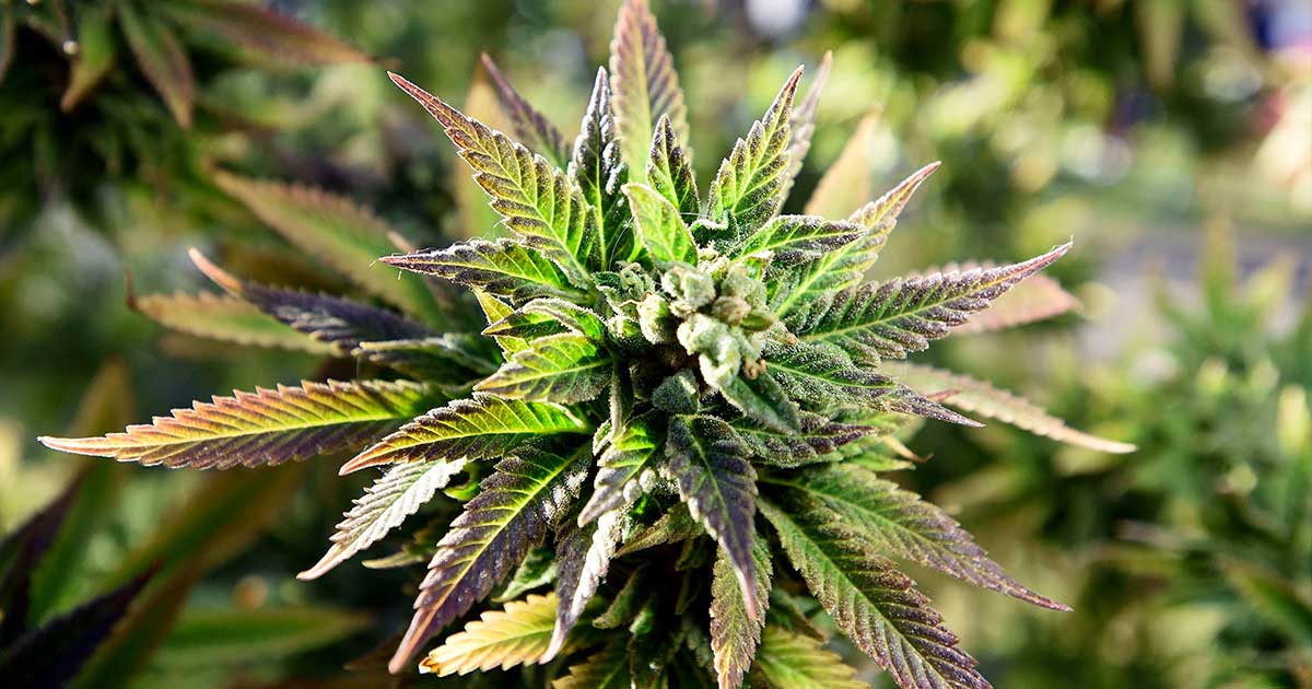 Cannabis medica in Vermont