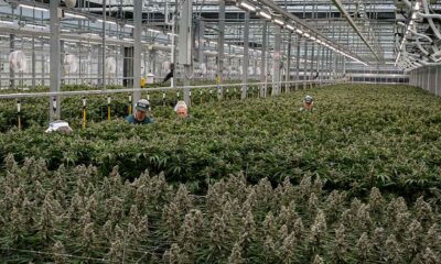 Cannabis ricreativa nel Maryland