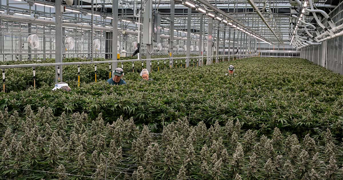 Cannabis ricreativa nel Maryland