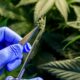 Cannabis medica in Francia