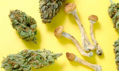 Farmaci con funghi e cannabis