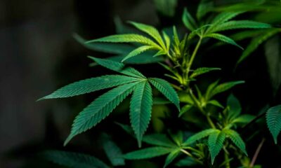 Voto per la legalizzazione della cannabis in Lussemburgo a giugno