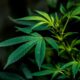 Voto per la legalizzazione della cannabis in Lussemburgo a giugno
